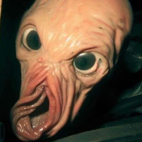 YAHHH