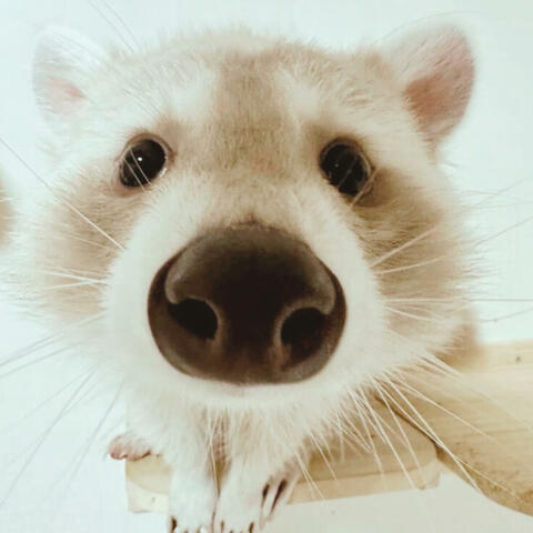 Ynose