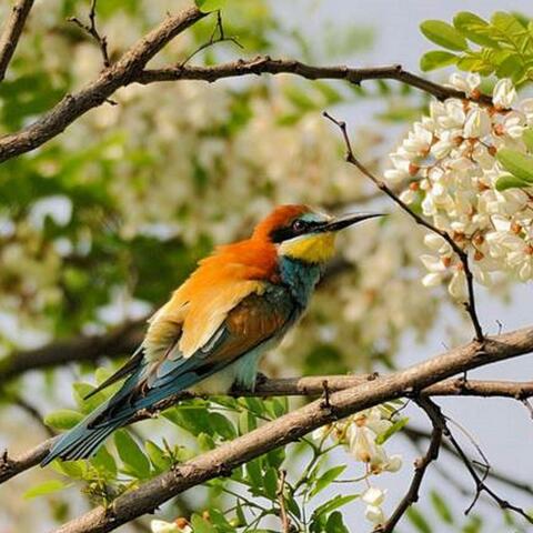 Ave Maria su Canone di Pachelbel con sottofondo di suoni e rumori del bosco