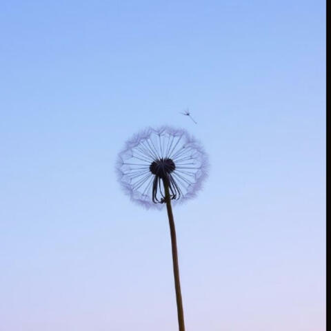 多风的季节