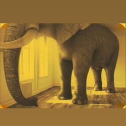elephant in the room