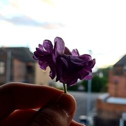 crocus