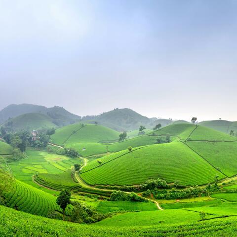 Whispering Hills