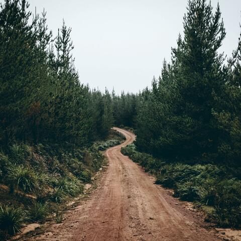 Forest Silence