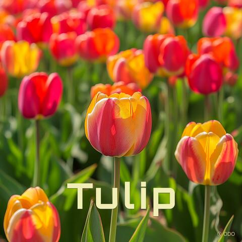 Tulip