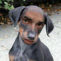 Stray Dog