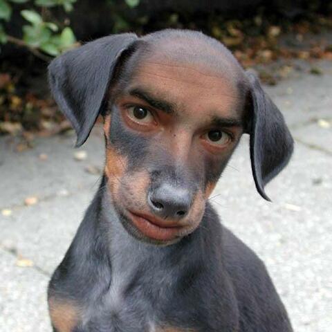 Stray Dog