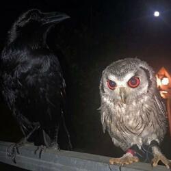 Trance (feat. Allahja The Terrible)