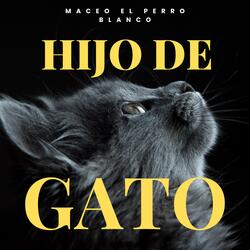 hijo de gato