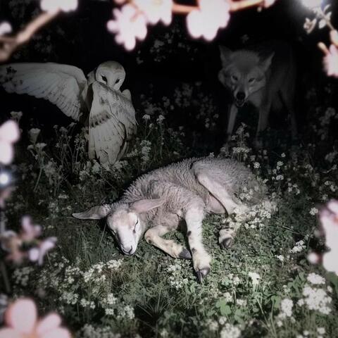 slowly dying under the moonlight