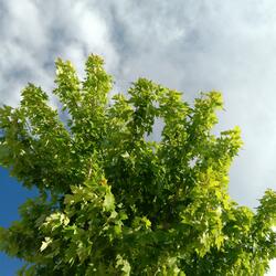 staring at the leaves and the clouds