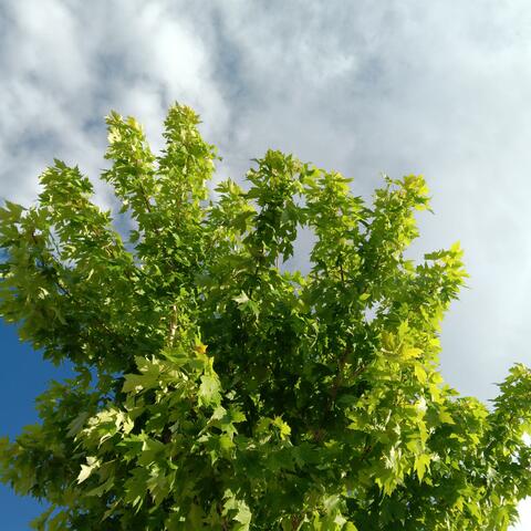 staring at the leaves and the clouds