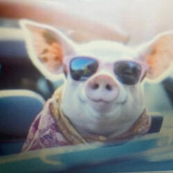 The Glorious Pig Shuffle