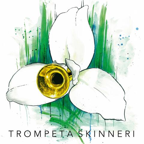 Trompeta Skinneri