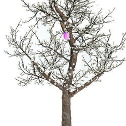 The blossom that refused to fall.