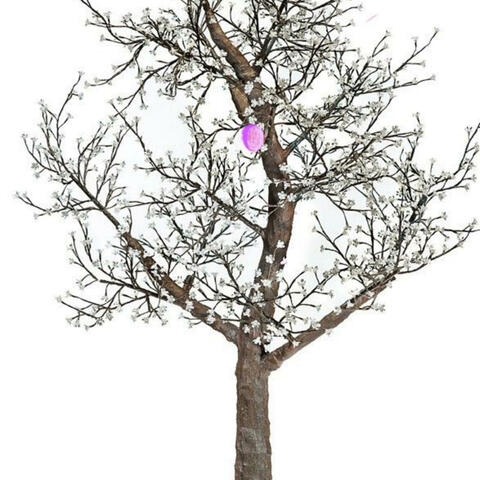 The blossom that refused to fall.