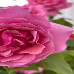 "Ягода Малина"