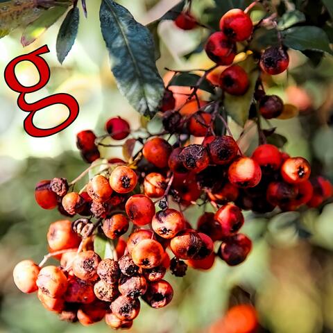 Pyracantha