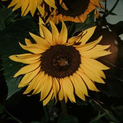 Sunflower Jawn