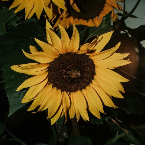 Sunflower Jawn