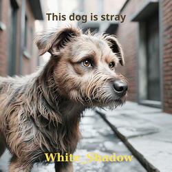 This dog is stray