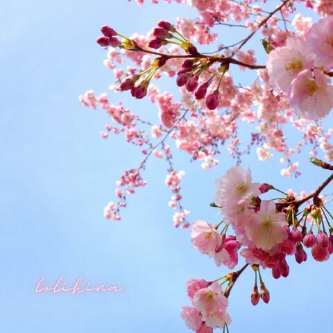 a promise under sakura