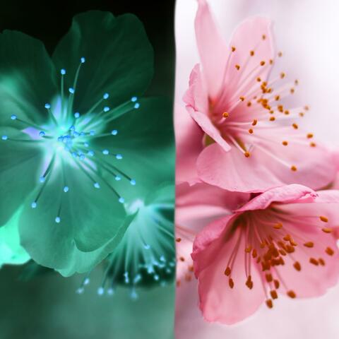 Wither and Bloom