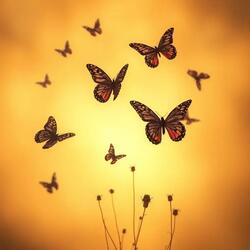 Like Butterflies Rising (Papillion, Nebraska)