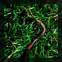 Snake In The Grass