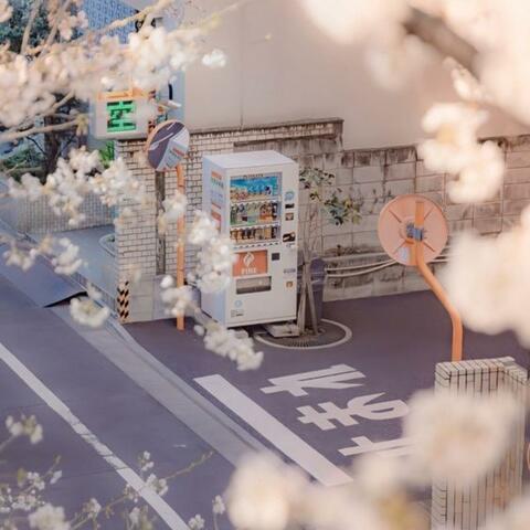Undercherryblossom