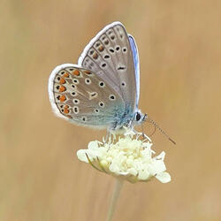 Minha flor mais linda