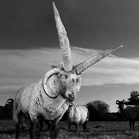 Loaghtan