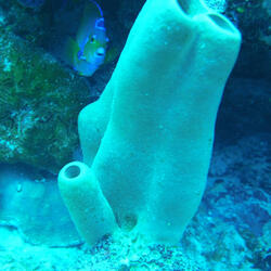 Lies Dangling on Strings