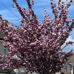 Beauty blooms where modesty lives