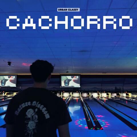 Cachorro