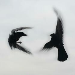 Fall or Fly