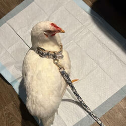 Bird Talk
