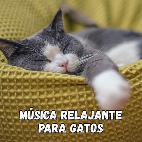 Música Relajante Para Gatos