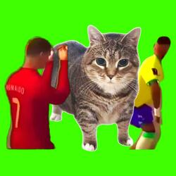 OIIA OIIA Ezi Kuzi Ciya Te CAT