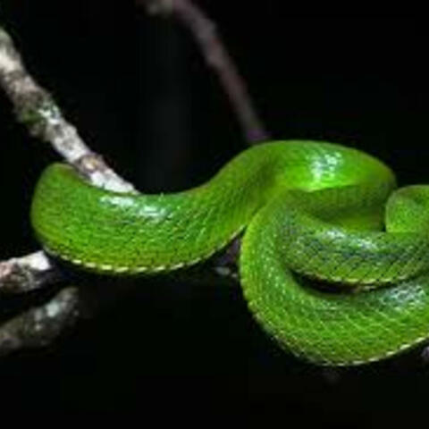 VENOM (feat. Laney Keyz)