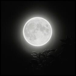 ¿Cuántas lunas hay que ver morir en otoño?