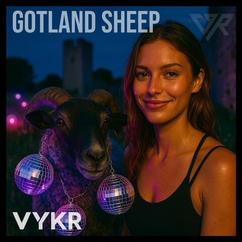 Gotland Sheep