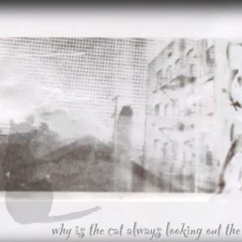 why is the cat always looking out the window ?