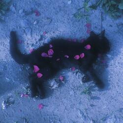 Everything’s Fine (But It’s Not)