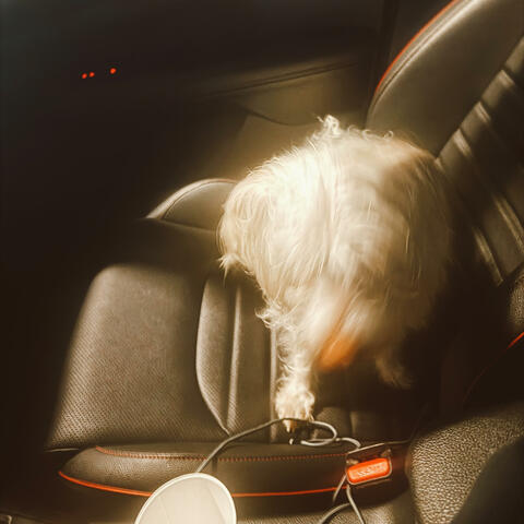 Dog Bones