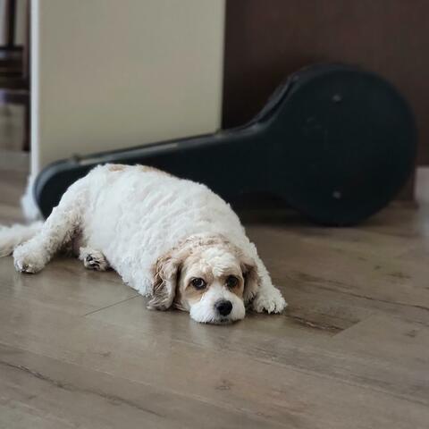 I'll Be Your Dog (feat. Los Agentes Del Imperio) [Instrumental Version]