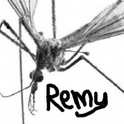 Song for my mosquito hawk friend remy