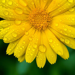 Flowers That Sing