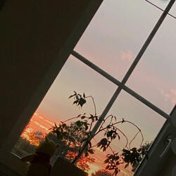 The View