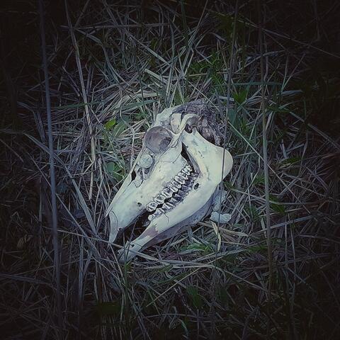 4 Inch ARP (feat. 50Shotttzzz)